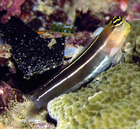 Ecsenius taeniatus